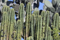 Myrtillocactus schenckii, photograph (c) Zac Peterson, some rights reserved (CC BY)