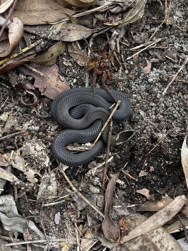 Golden-crowned Snake sighting