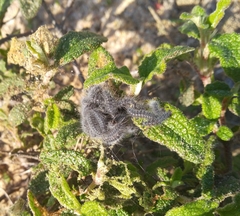 Thaumetopoea herculeana