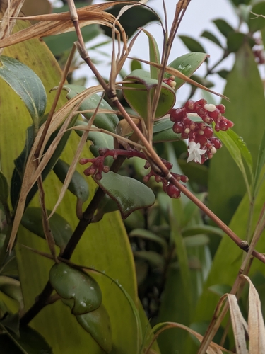 Guadeloupe Wild Coffee (Notopleura parasitica)