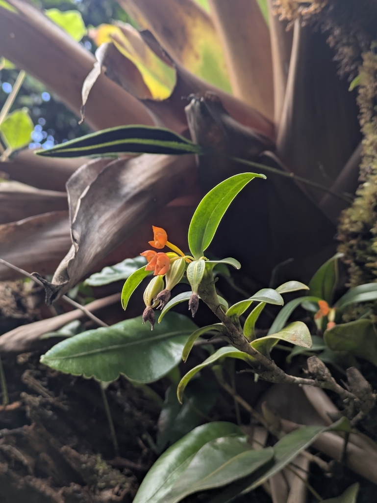 Maxillaria inflexa