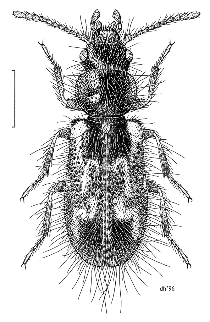 Metaxina