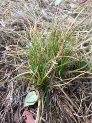 Carex xerophila