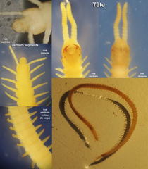 Stigmatogaster gracilis