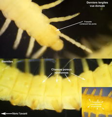 Stigmatogaster gracilis