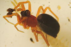 Pelecopsis bucephala