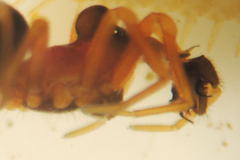 Pelecopsis bucephala