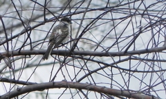 Xenopsaris albinucha