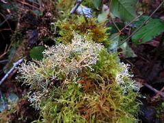 Sphaerophorus venerabilis