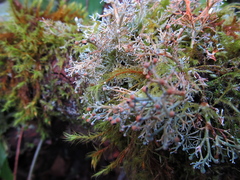 Sphaerophorus venerabilis