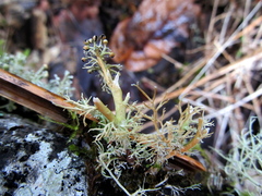 Sphaerophorus venerabilis