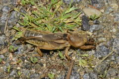 Gryllotalpa vineae