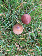 Panaeolus acuminatus
