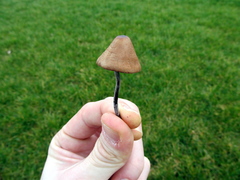 Panaeolus acuminatus