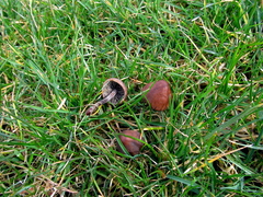 Panaeolus acuminatus