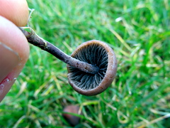 Panaeolus acuminatus