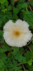Chlorophyllum hortense