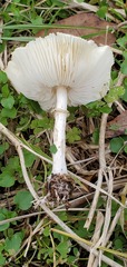 Chlorophyllum hortense