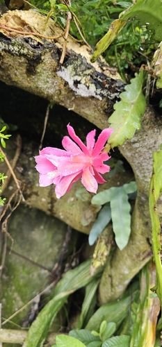 Cactus (Disocactus phyllanthoides)