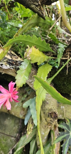 Disocactus phyllanthoides, photograph 2