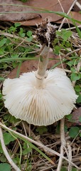 Chlorophyllum hortense