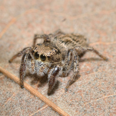 Habronattus coecatus