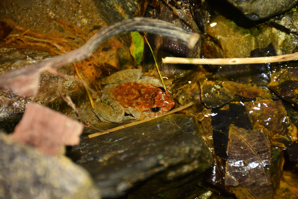 Bangkong beranak (Limnonectes larvaepartus)
