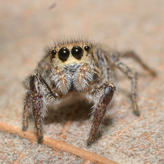 Habronattus coecatus