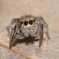 Habronattus coecatus