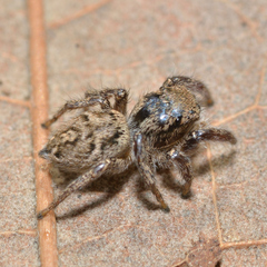 Habronattus coecatus