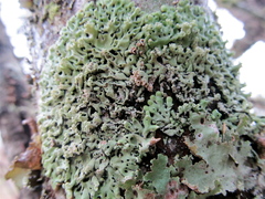 Menegazzia subsimilis