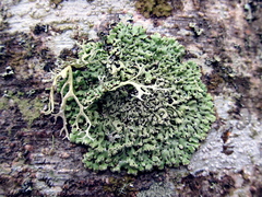 Menegazzia subsimilis