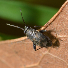 Spanagonicus albofasciatus