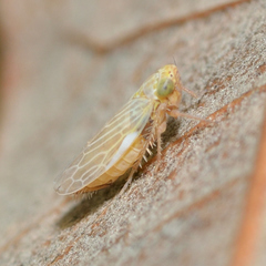 Graminella nigrifrons