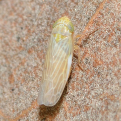 Graminella nigrifrons
