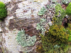 Menegazzia subsimilis