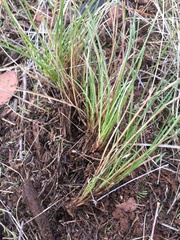 Carex xerophila