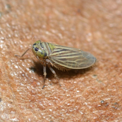 Graminella villica