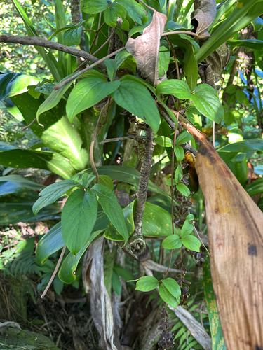 Dioscorea pentaphylla observed 2025-12-02