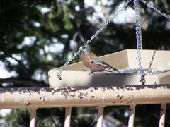 Leucosticte tephrocotis littoralis