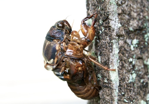 Brown Cicada