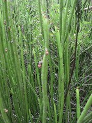 Euphorbia rossiana