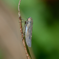 Graminella nigrifrons