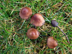 Panaeolus acuminatus