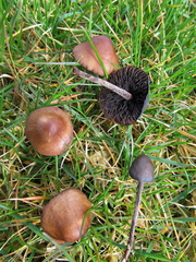 Panaeolus acuminatus