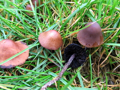 Panaeolus acuminatus