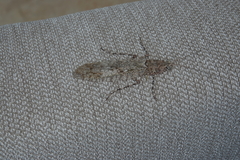 Gonatista jaiba