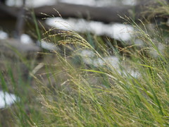 Panicum decompositum