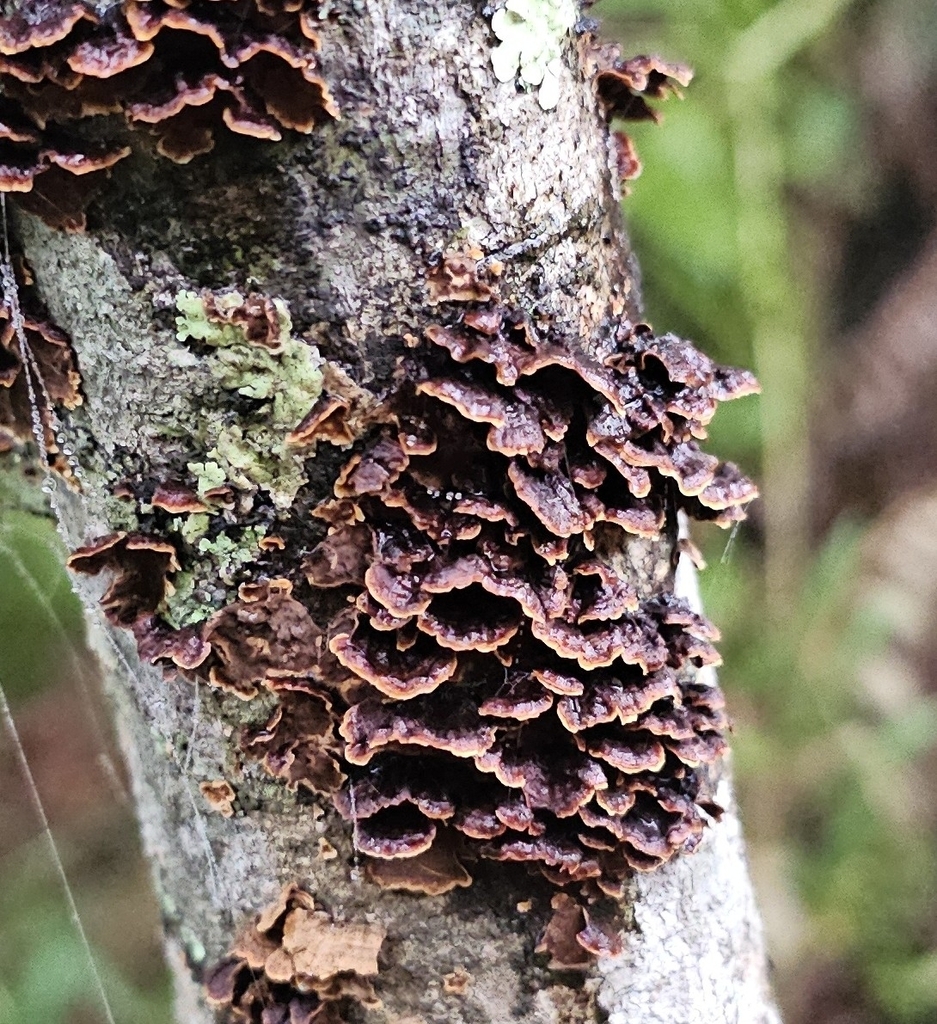 Hydnoporia tabacina · December 2025 · photo: © buckelkopfcichlide (iNaturalist, cc-by)