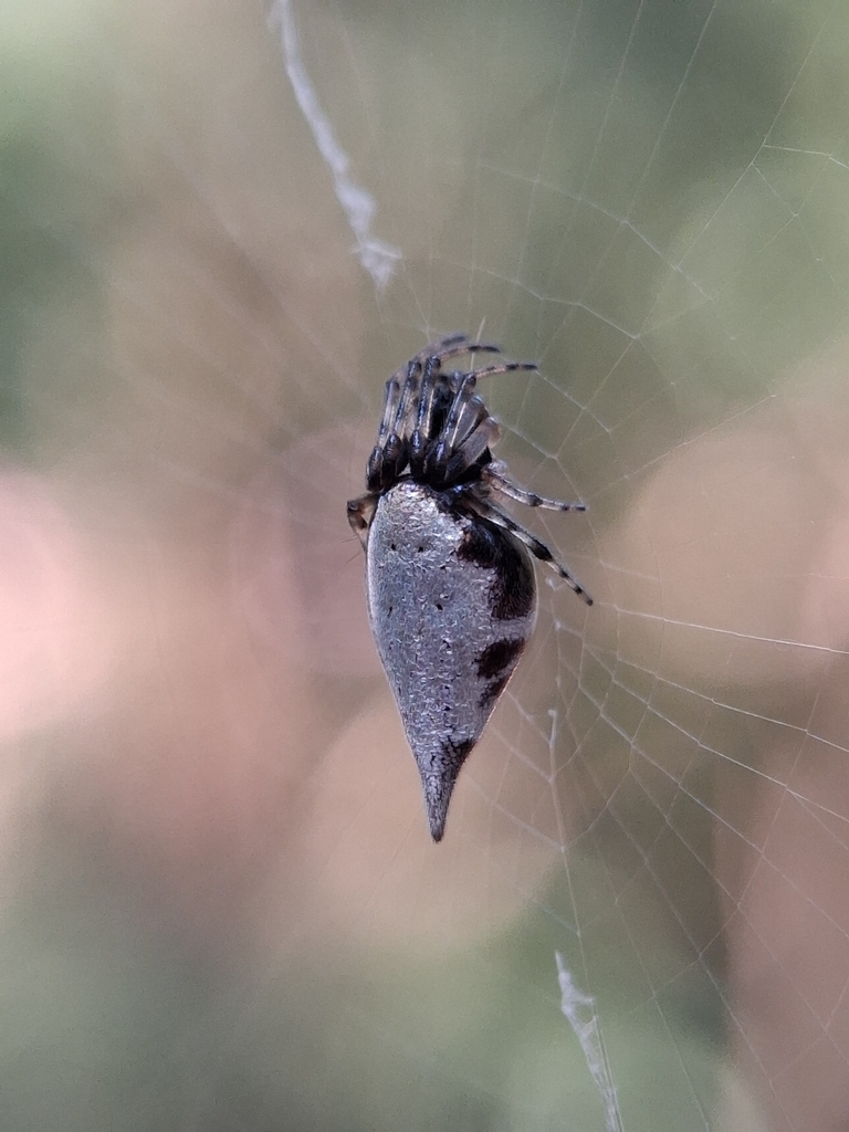 Cyclosa neilensis
